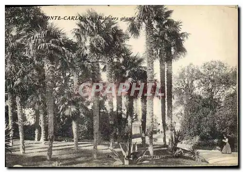 Cartes postales Monte Carlo Les Palmiers geants