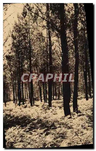 Ansichtskarte AK Landes de Gascogne les Fougeres l'ete