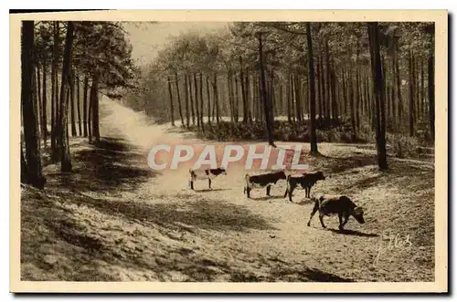 Ansichtskarte AK Capbreton sur Mer Paysage Vaches