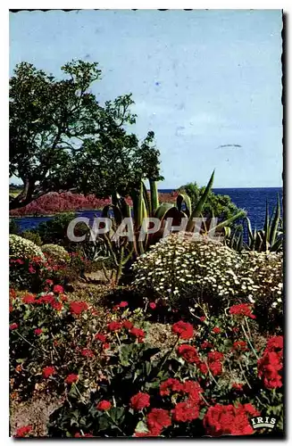 Cartes postales Reflets de la Cote d'Azur Les Beaux Sites de la Cote Mediarrone