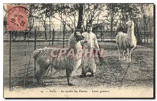 Cartes postales Paris Au Jardin des Plantes Lama guanaco