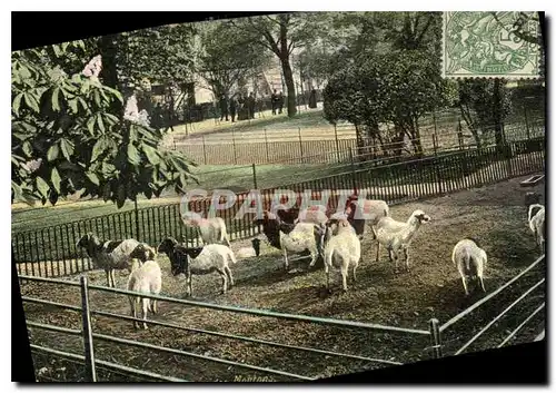 Cartes postales Paris Jardin des Plantes L'enclos des moutons