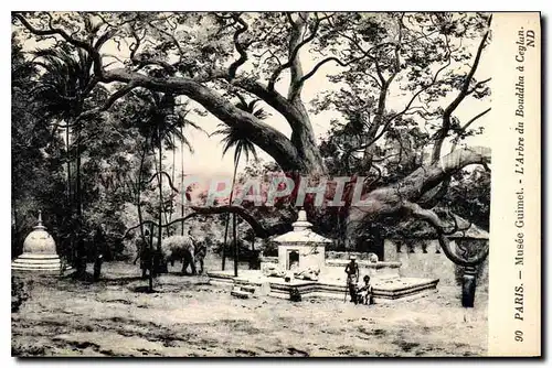 Cartes postales Paris Musee Guimet L'Arbre du Bouddha a Ceylan