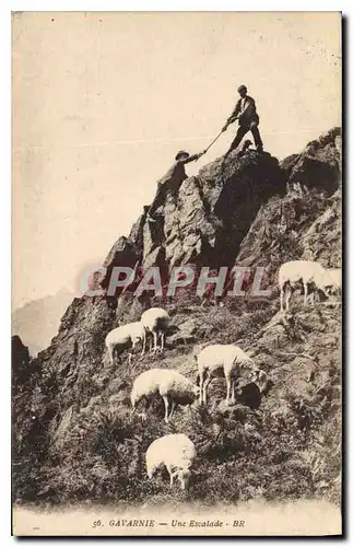 Cartes postales Gavarnie Une Escalade Moutons