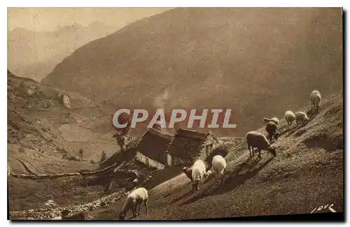 Ansichtskarte AK Gavarnie H P Paturages dans la Montagne Berger Moutons