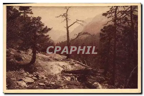 Cartes postales Cauterets Vallee du Mercadau