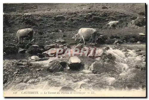 Ansichtskarte AK Cauterets Le Torrent du Plateau de Combasque Vaches