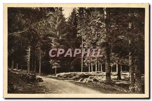 Ansichtskarte AK Dans la Foret du Lioran Cantal