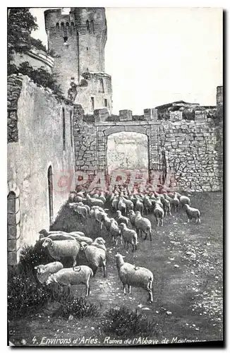 Cartes postales Environs d'Arles Ruines de l'Abbaye de Montmajour Moutons