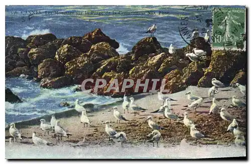 Ansichtskarte AK Cannes les Mouettes sur la plage de la Croisette