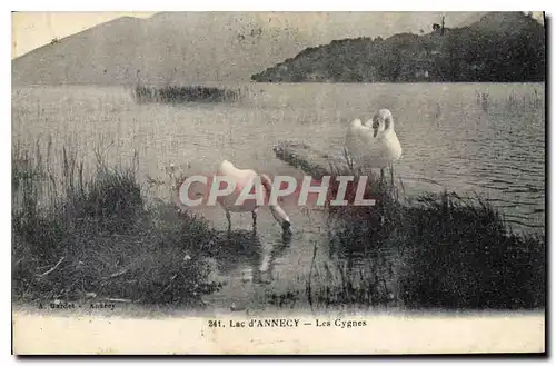 Ansichtskarte AK Lac d'Annecy Les Cygnes