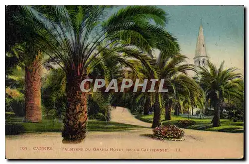 Cartes postales Cannes Palmiers du Grand Hotel de la Californie