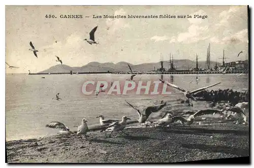 Cartes postales Cannes Les Mouettes hivernantes fideles sur la Plage