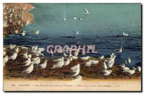 Cartes postales Cannes Les Mouettes sur la Plage