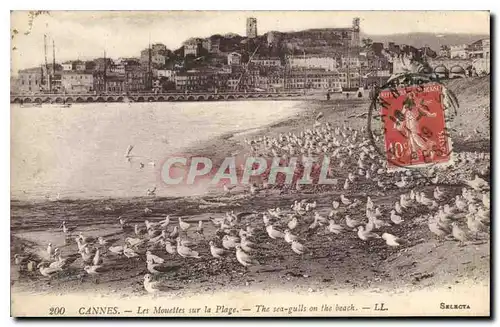 Cartes postales Cannes Les Mouettes sur la Plage