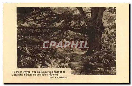 Cartes postales Arbre De Laprade