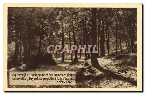 Cartes postales Arbres Leonard