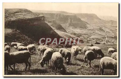 Cartes postales Roquefort Paturages sur les Causses  Moutons