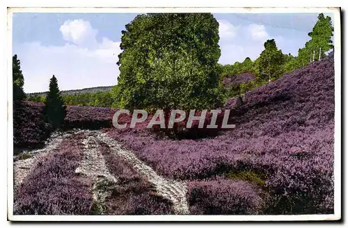 Cartes postales Paysage