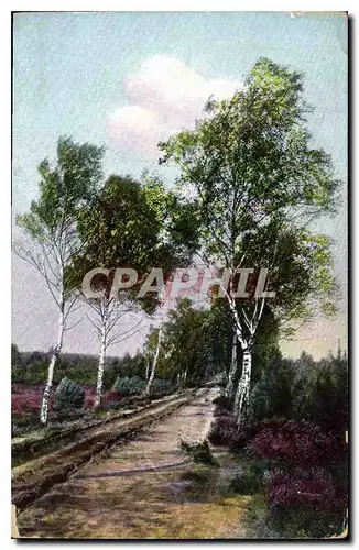 Cartes postales Chemin