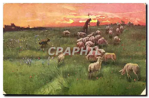 Cartes postales Berger Moutons