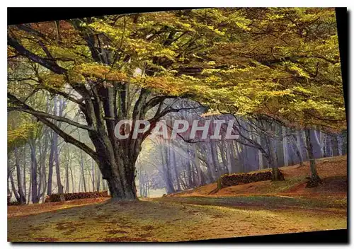 Cartes postales Arbres