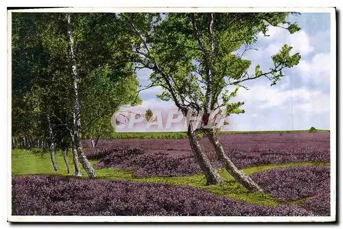 Cartes postales Paysage