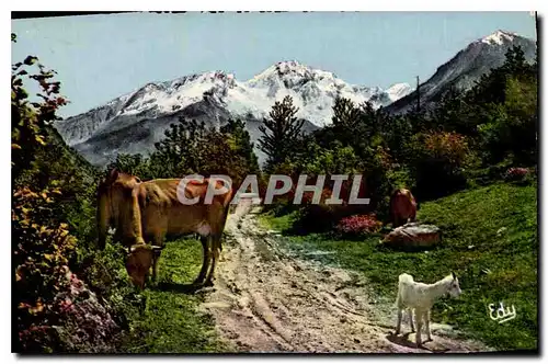 Cartes postales Images de Chez Nous Les Hotes de Nos Montagnes Vaches