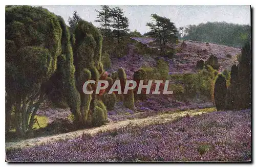 Cartes postales Paysage