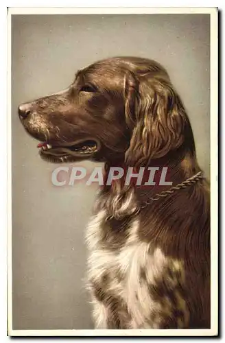 Cartes postales Chien