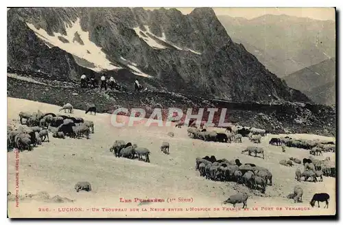 Ansichtskarte AK Les Pyrenees Luchon Un Troupeau sur la Neige entre L'hospice de France et le Port de Venasque