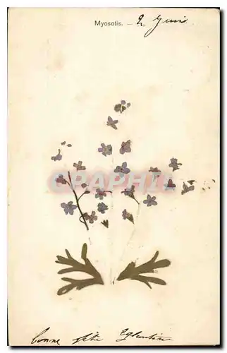 Cartes postales Myosotis Fleurs sechees