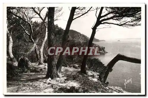 Cartes postales La Cote d'Azur Porquerolles Les pins d'Alep