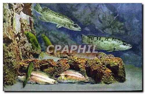 Cartes postales Aquarium de Monaco Cliche Barba Propriete exclusive du Musee Oceanographique Vieilles Rouquiers