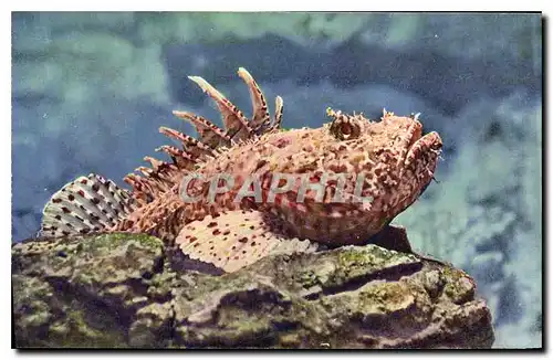 Cartes postales Aquarium de Monaco Cliche Barba Propriete exclusive du Musee Oceanographique Scorpaena Porcus Po