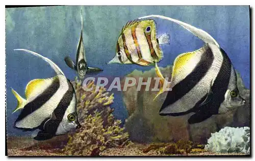 Cartes postales Aquarium de Monaco Cliche Trabut Propriete exclusive du Musee Oceanographique Heniochus Macrolep