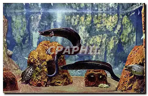 Cartes postales Aquarium de Monaco Cliche Barba Propriete exclusive du Musee Oceanographique Conger Vulgaris Mur