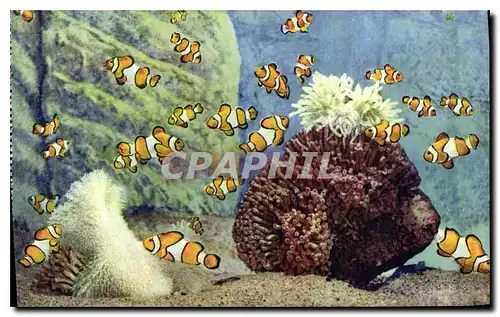 Cartes postales Aquarium de Monaco Cliche Trabut Propriete exclusive du Musee Oceanographique Amphiprion Percula
