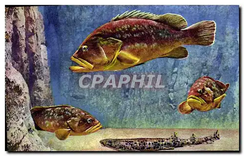 Cartes postales Aquarium de Monaco Cliche Barba Propriete exclusive du Musee Oceanographique Scyllium Roussette