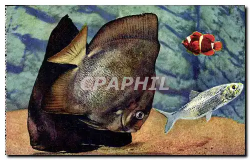 Cartes postales Aquarium de Monaco Cliche Trabut Propriete exclusive du Musee Oceanographique Platax Vespertilio