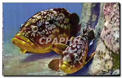 Cartes postales Aquarium de Monaco Cliche Barba Propriete exclusive du Musee Oceanographique Epinephelus Gigas M