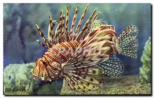 Cartes postales Aquarium de Monaco Cliche Trabut Propriete exclusive du Musee Oceanographique Pterois Volitans R