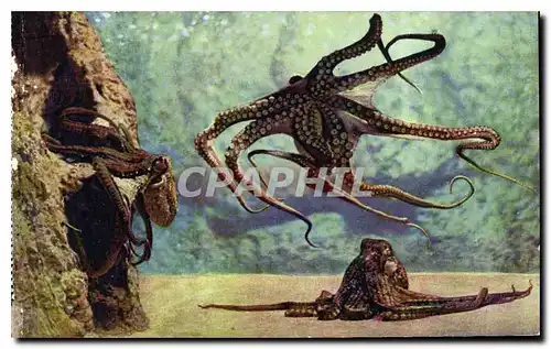 Cartes postales Aquarium de Monaco Cliche Trabut Propriete exclusive du Musee Oceanographique Octopus Vulgaris P