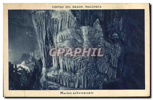 Ansichtskarte AK Cuevas del Drach Mallorca Macizo arborescente