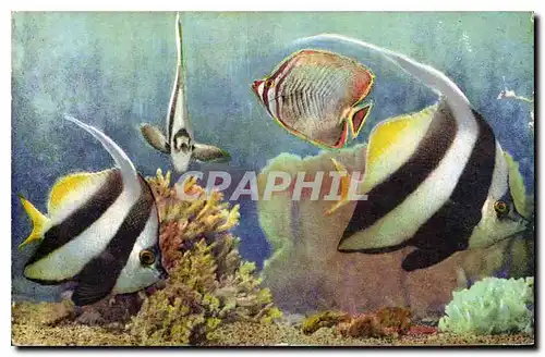 Cartes postales Aquarium de Monaco Cliche Trabut Popriete exclusive du Musee Oceanographique Heniochus Macrolepi