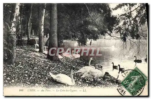 Cartes postales Lyon Au Parc Le Coin des Cygnes