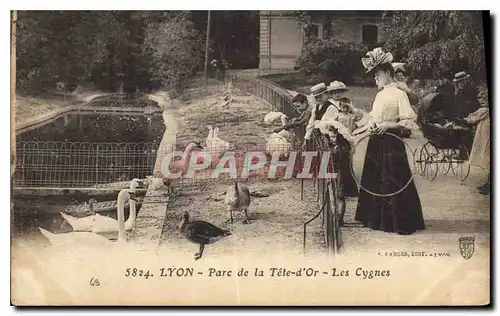 Cartes postales Lyon Parc de la Tete d'Or Les Cygnes