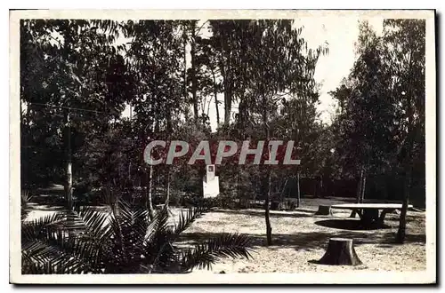 Cartes postales Beauvallon Le Square des Eucalyptus