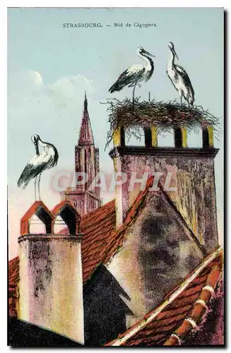 Cartes postales Strasbourg Nid de Cigognes