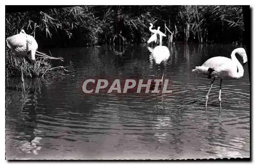 Ansichtskarte AK En Camargue B du R Flamants roses